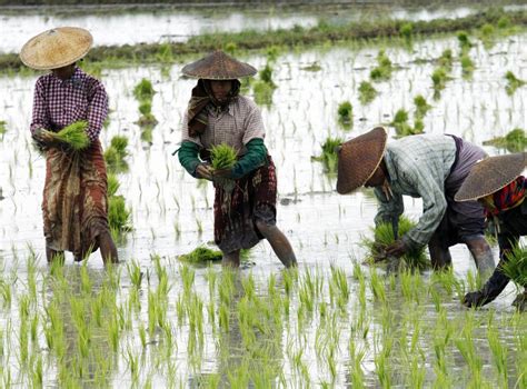 Rice farming up to twice as bad for climate change as previously ...