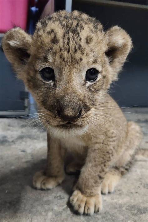 Newborn Lion Cub Warmly Welcomed in Singapore Zoo