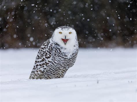 What Do Snowy Owls Eat? | Birdfact