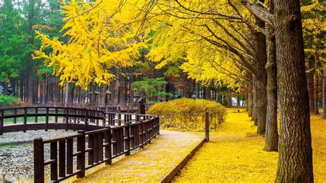 Autumn with ginkgo tree in Nami Island, Korea. | Stock Photo | Colourbox