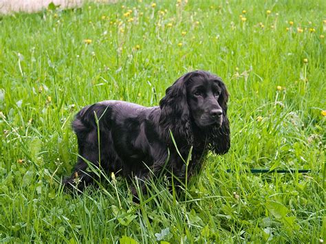 File:English Cocker Spaniel 4.jpg