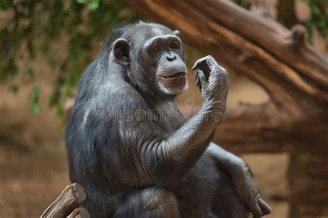 Chimpanzee Portrait in Natural Habitat Stock Photo - Image of hominidae ...