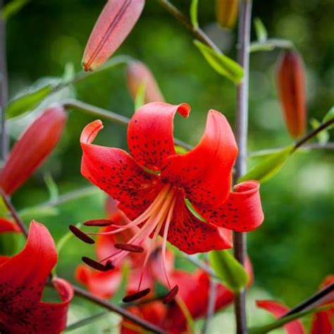 Tall Garden Lilium - Tiger Lily Red from Growing Colors