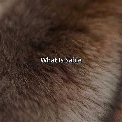 What Color Is Sable - colorscombo.com