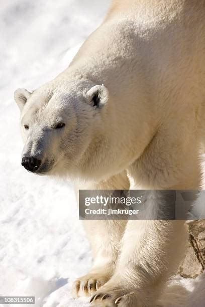 Polar Bear Eyes Photos and Premium High Res Pictures - Getty Images