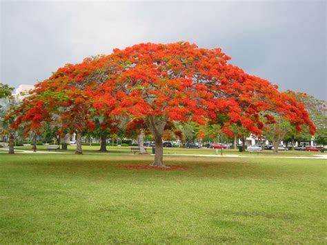 red flowering tree south florida - Rosy Pike