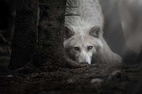 Wallpaper : animals, dark, wolf 2048x1365 - WallpaperManiac - 1435505 - HD Wallpapers - WallHere