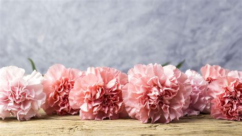 Carnation Wallpapers - Top Free Carnation Backgrounds - WallpaperAccess