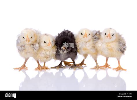 Five in a row Stock Photo - Alamy