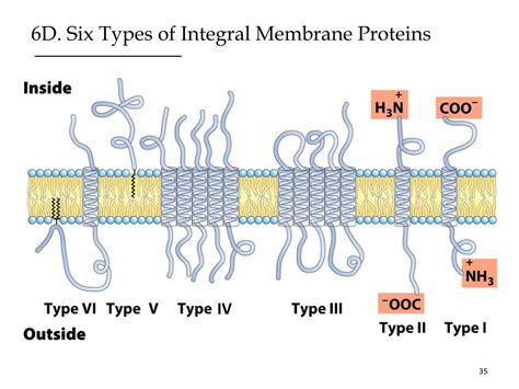 PPT - Biological Membranes PowerPoint Presentation, free download - ID ...