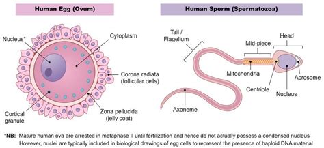 Human Reproduction - Study Material for NEET (AIPMT) & Medical Exams | askIITians