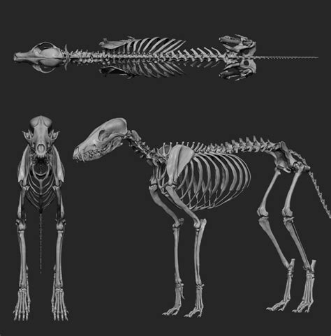 Fox Anatomy, Animal Anatomy, Fox Bones, Animal Bones, Fox Skull, Skull Reference, Skeleton ...