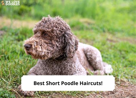 7 Best Short Poodle Haircuts - With Pictures! (2023) - We Love Doodles