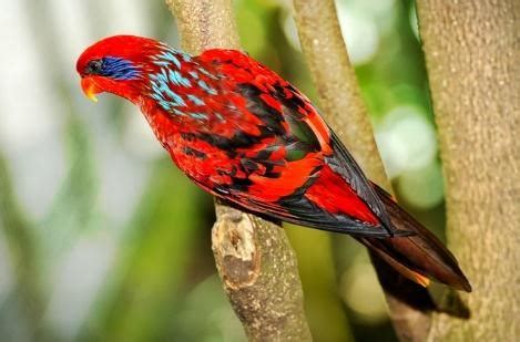 Blue-Streaked Lory Care Sheet | Birds Coo