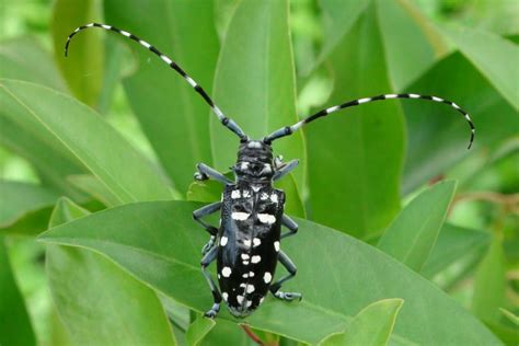 Asian Longhorn Beetle – Nickerson Park Family Campground