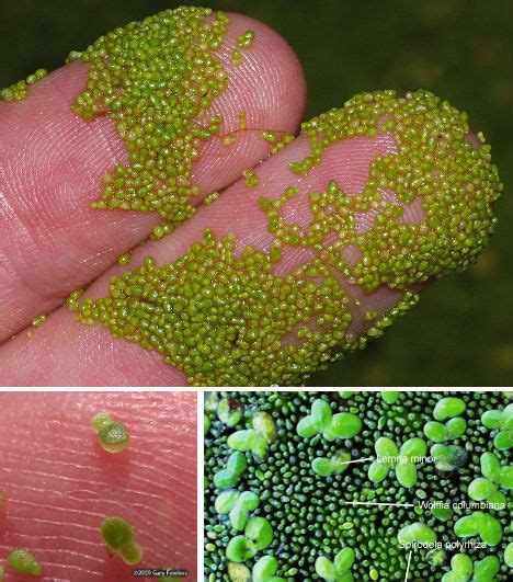 Smallest flowering plant in the world - Wolffia...