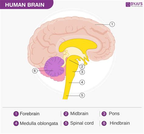 Human Brain - Structure, Diagram, Parts Of Human Brain