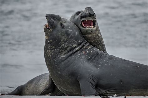 Malvinas al natural: retratos de una fauna extraordinaria