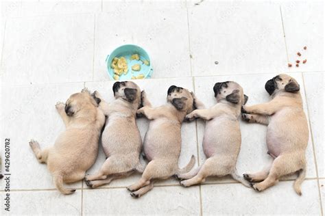 Cute puppies Pug sleeping together in front of house after eat feed ...