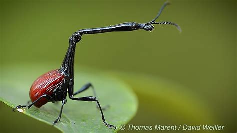 What Is This Giraffe Weevil Doing With Its Super Long Neck? - Video by Thomas Marent - YouTube