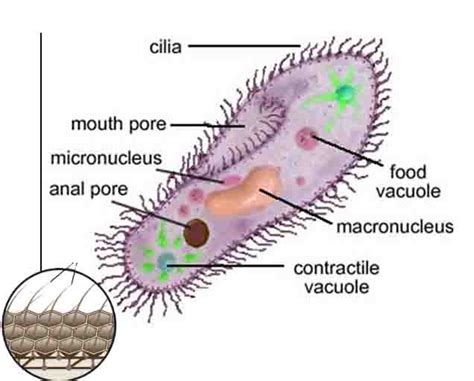 Cilium