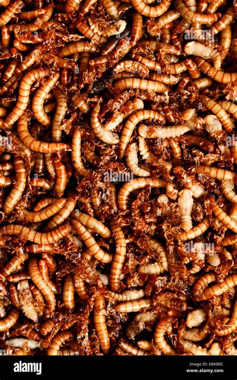 many ugly worms as background Stock Photo - Alamy