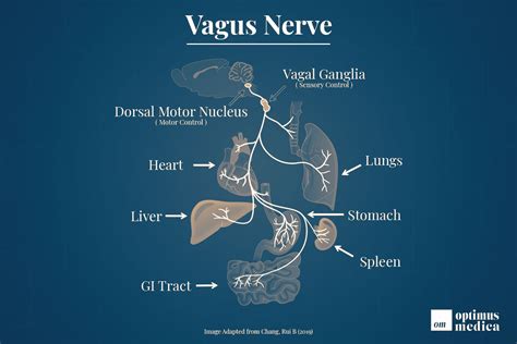 Vagus Nerve Anatomy Gross Anatomy Microscopic Anatomy Natural | Images ...