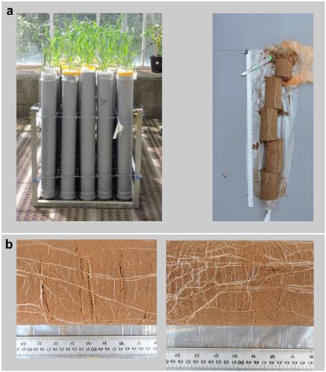 Frontiers | Ancestral QTL Alleles from Wild Emmer Wheat Enhance Root Development under Drought ...