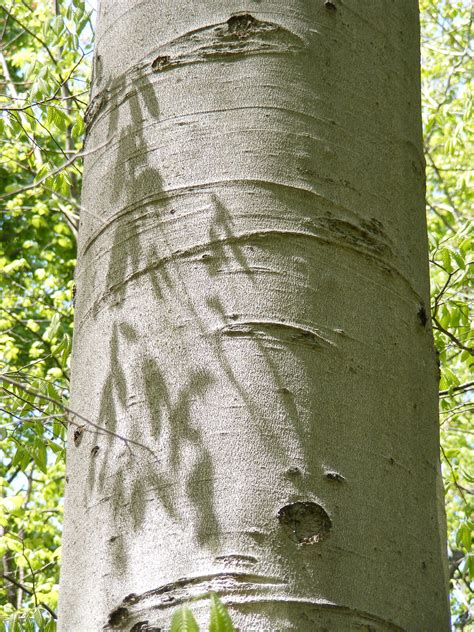 Fagaceae Fagus grandifolia "American Beech" Tree