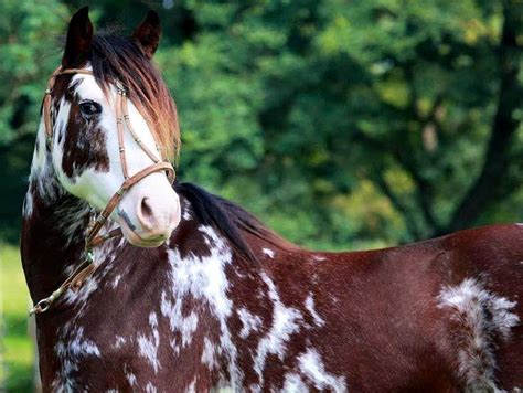 Criollo Horses - Stableexpress