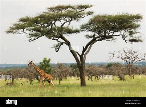 Giraffe under the baobab tree Stock Photo - Alamy