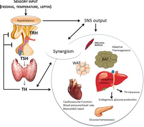 Thyroid hormone signaling in energy homeostasis and energy metabolism - McAninch - 2014 - Annals ...