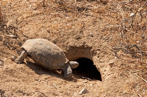 Desert Tortoise Habitat Model