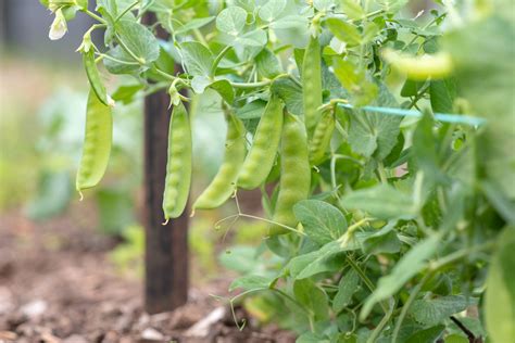 Growing Perfect Peas | Jung Seed’s Gardening Blog