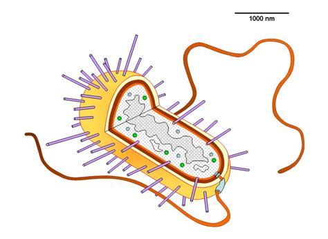 Gallery For > Prokaryotic Cell Diagram Unlabeled