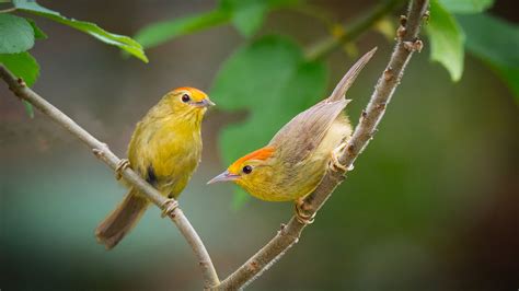 two cute yellow birds are sitting on tree branch during daytime hd ...