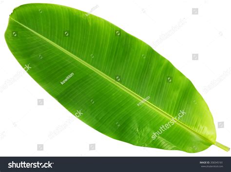 Banana leaf shape Images, Stock Photos & Vectors | Shutterstock