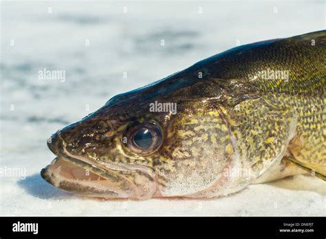 Walleye ice fishing hi-res stock photography and images - Alamy