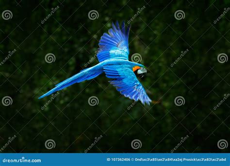 Big Blue Parrot in Fly. Ara Ararauna in the Dark Green Forest Habitat ...