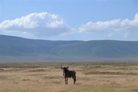 The Best Places to see Wildlife in Africa • No Hanging Around Travel Blog