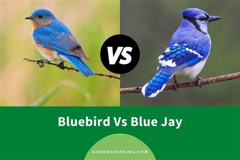 Bluebird Vs. Blue Jay: What’s The Difference? - Sonoma Birding