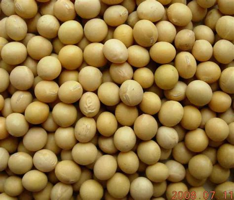 Soybean:Food Industry News