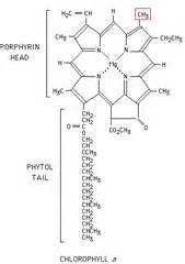 Difference between Chlorophyll a and Chlorophyll b (Chlorophyll a vs Chlorophyll b)