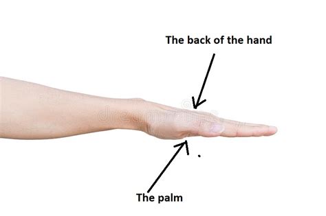 word usage - Does "the hand's flat" refer to the palm only when the ...