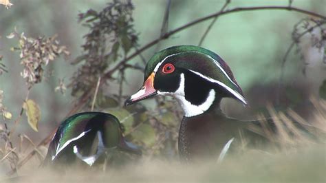 North American Duck HD Wildlife Footage | Wildlife Footage