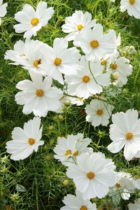 Cosmos Afternoon White 15 Seeds - Etsy | Cosmos flowers, White gardens ...