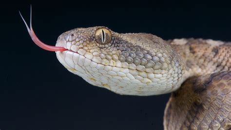 10 of the most venomous snakes on the planet | Live Science