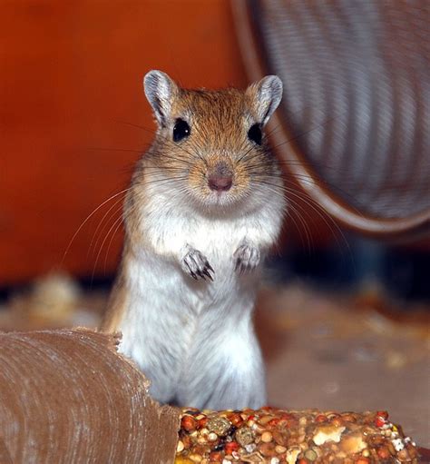 Gerbil Colors – Golden Agouti – Rodent Zone