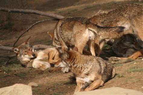 How Many Red Wolves Do You See by DancingCavy on DeviantArt