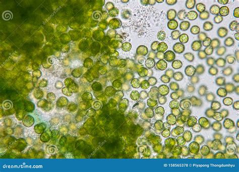 Chlorella Under the Microscope in Lab. Stock Photo - Image of medicine, farm: 158565378